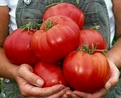 Tomato, Beefsteak, Crimson Cushion or Red Ponderosa (95-98 days), Heirloom