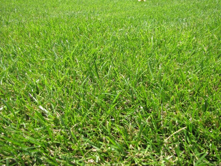 Grass Mix Turf Type Tall Fescue American Seed Co