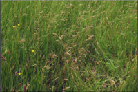 Bromegrass