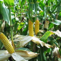Corn, Open Pollinated