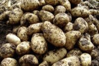 Potatoes, Certified Seed