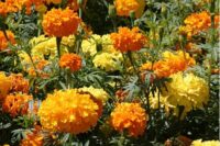 crackerjack marigold flowers