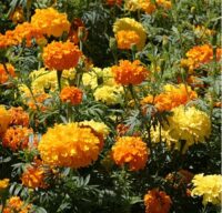 crackerjack marigold flowers