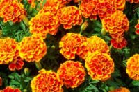 marigold sparky flower
