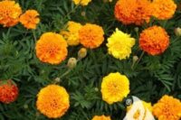marigold french petite flower