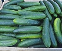 early spring cucumber