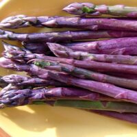 asparagus roots purple passion