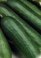 cucumber tendergreen