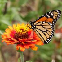 Flower, Monarch Butterfly Garden Mixture