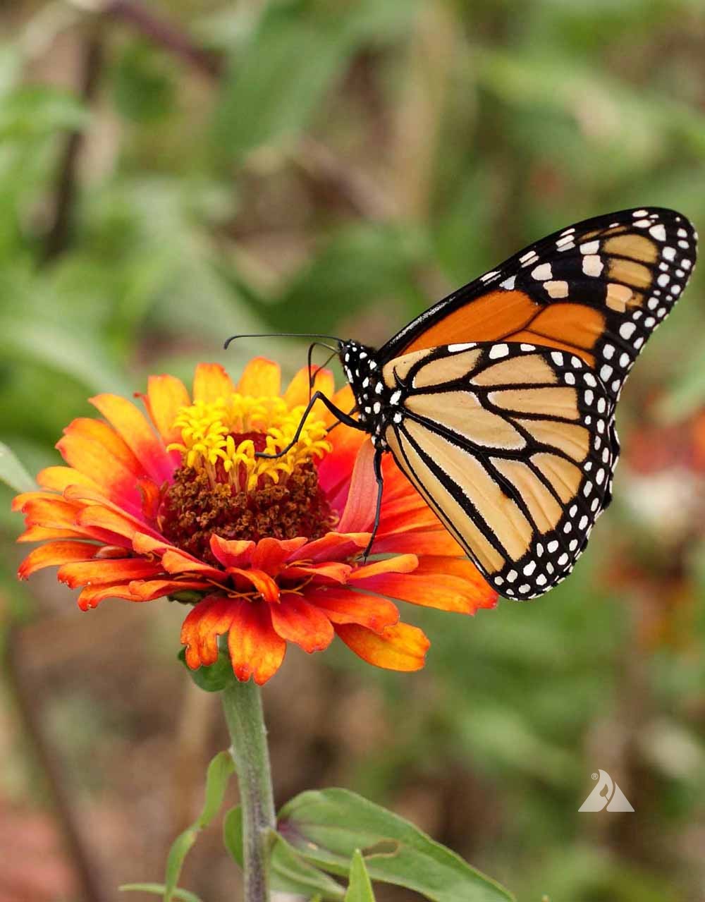 Monarch Butterfly Garden Mixture - American Seed Co.