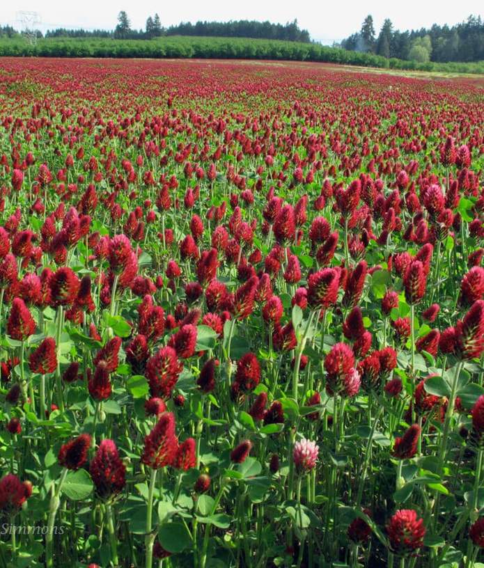 Deer Food Plot Seeds 5 Lbs Red Clover Crimson Red Clover Cover Crop 