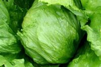Lettuce - Heading Varieties