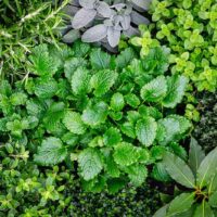 Herbs & Greens