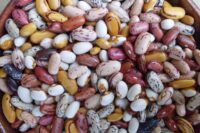 Beans, Dry Shell Varieties