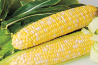 Bicolor Hybrid Sweet Corn