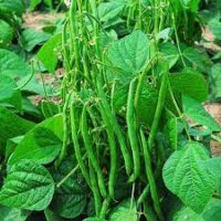 Beans, Bush - Green Podded