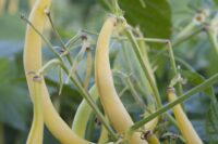 Beans, Bush - Yellow Podded (Wax)