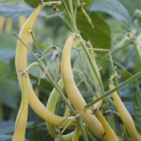 Beans, Bush - Yellow Podded (Wax)
