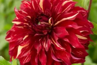 Dahlia Bulbs - 12 Varieties